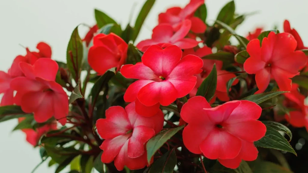 Close-up de flores vermelhas da espécie Impatiens hawkeri (empatiens), com pétalas intensas e folhas verdes lanceoladas ao fundo, destacando a beleza de um dos principais tipos da planta.