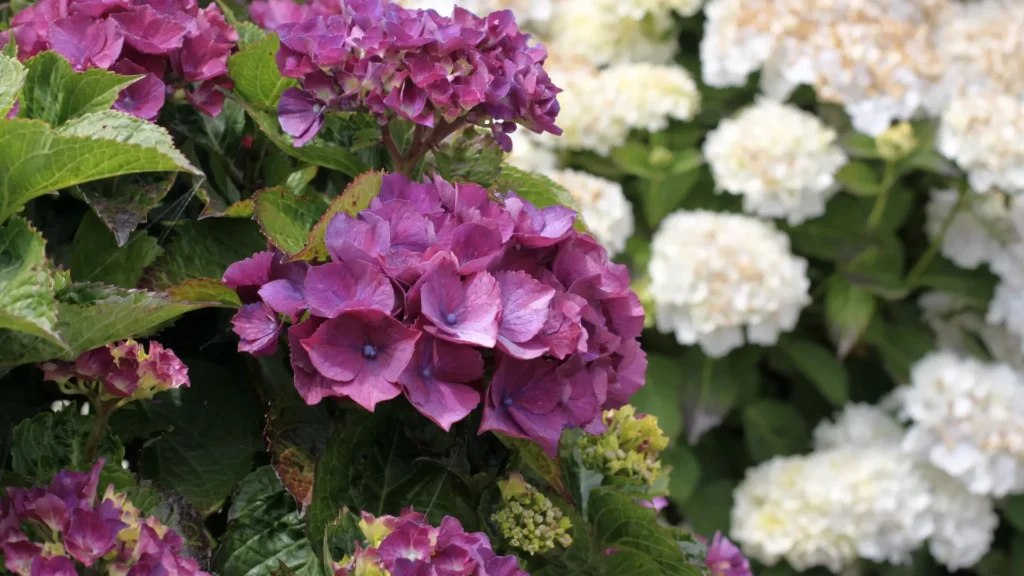Flores de hortênsia rosa e branca lado a lado em jardim, ilustrando os diferentes tipos de hortênsia e como o pH do solo influencia suas cores.
