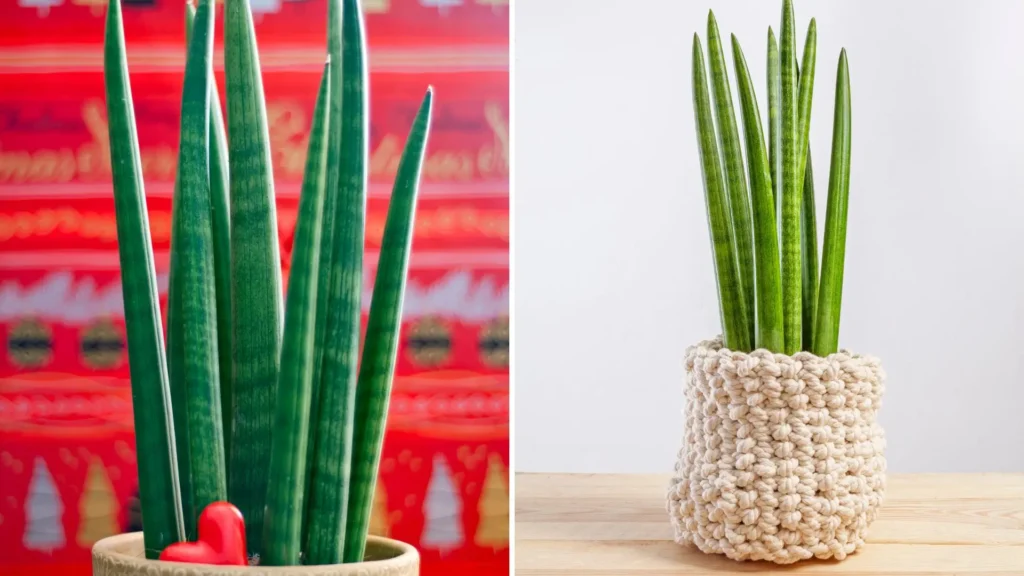 tipos de lança de São Jorge cultivados em vasos, com folhas cilíndricas alinhadas
