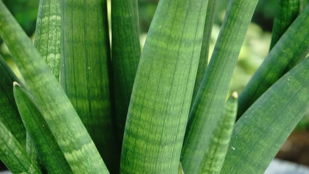 folhas colhidas dos tipos de lança de São Jorge usadas no cultivo comercial
