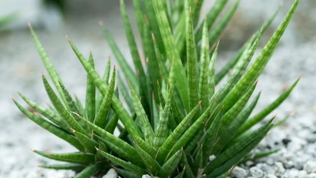 forma natural dos tipos de lança de São Jorge crescendo em touceira