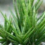 forma natural dos tipos de lança de São Jorge crescendo em touceira