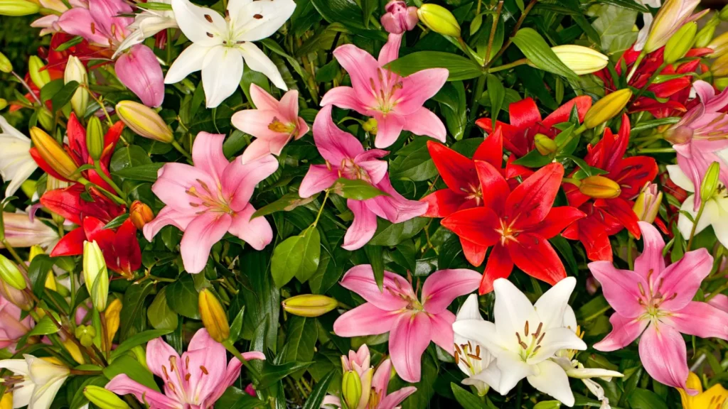 Lírios perfumados de várias cores, incluindo branco, rosa e vermelho, representando as principais variedades orientais, asiáticas e longuiflorum.

