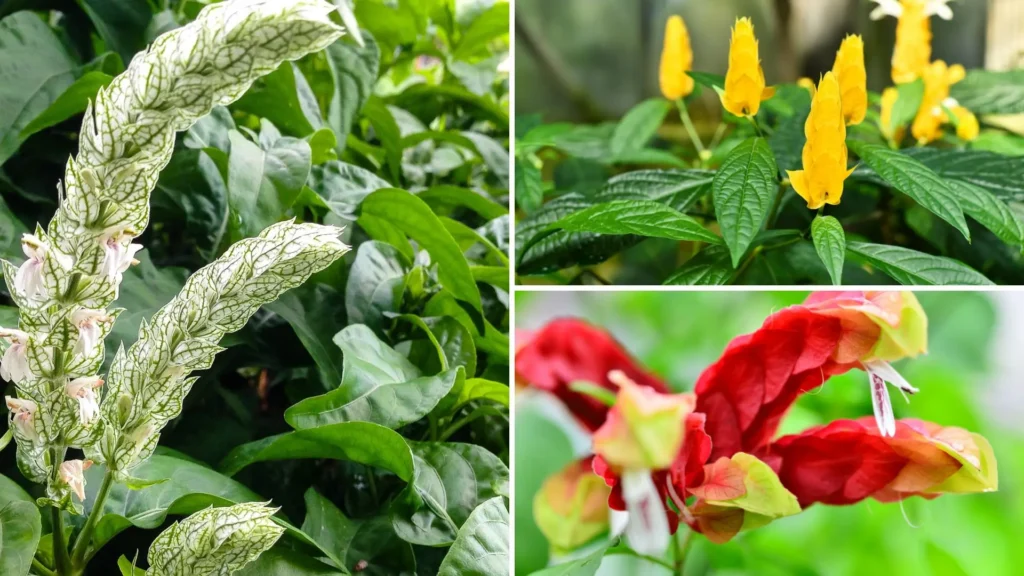 tipos de planta camarão nas cores amarela, vermelha e branca
