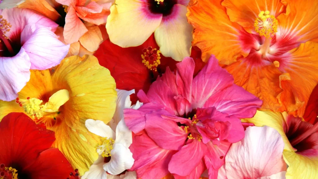 Flores de hibisco em cores vibrantes — vermelho, rosa, amarelo, branco e laranja — representando diferentes tipos da flor de hibisco.