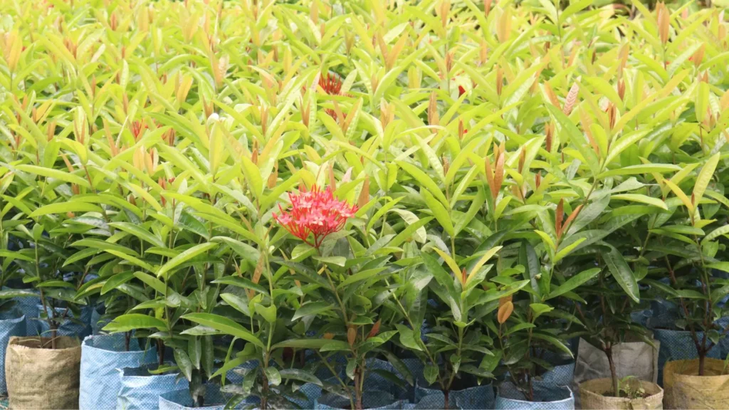 Várias mudas de Ixora ainda jovens organizadas em sacos de cultivo, com uma delas já em floração.