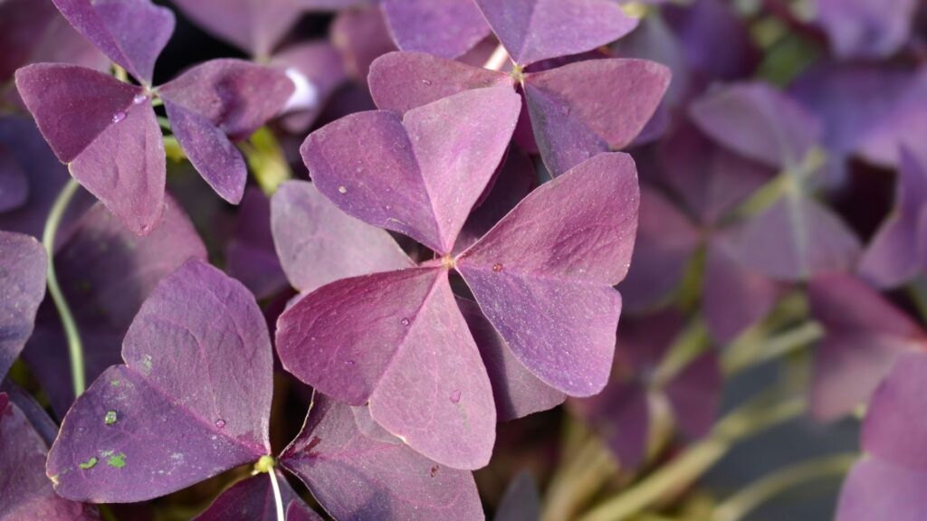 Folhagem de trevo-roxo (Oxalis triangularis) com folhas triangulares em tons de roxo intenso, destacando-se pela textura aveludada e brilho natural sob luz difusa.