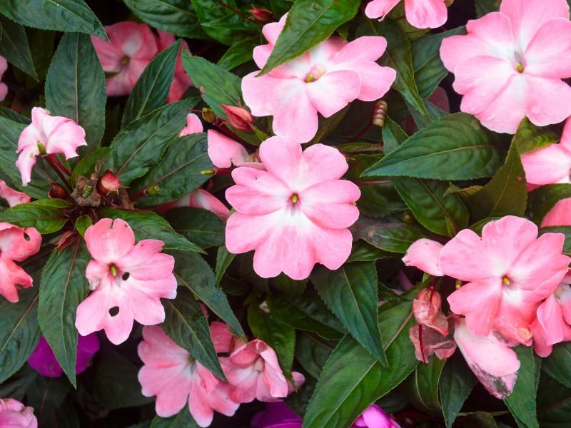 SunPatiens rosa florida com folhas verdes escuras