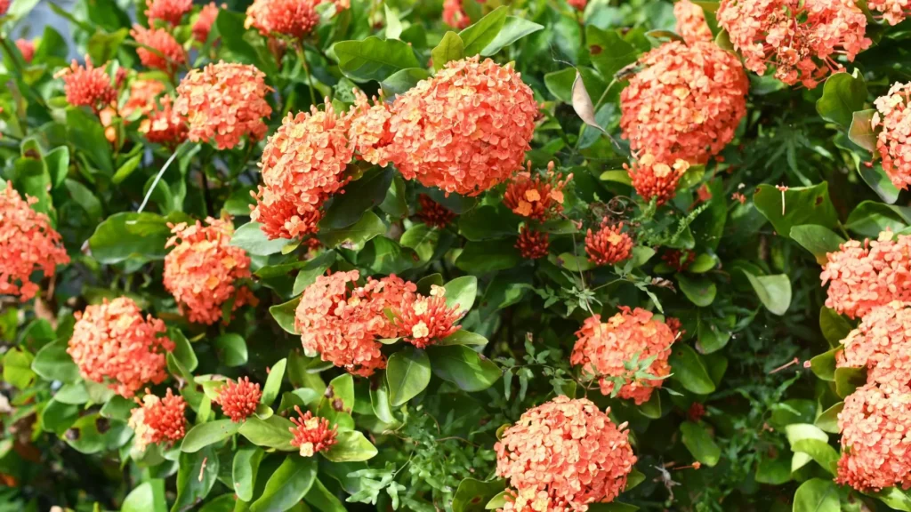 Variedades da planta ixora com flores vermelhas em inflorescências densas