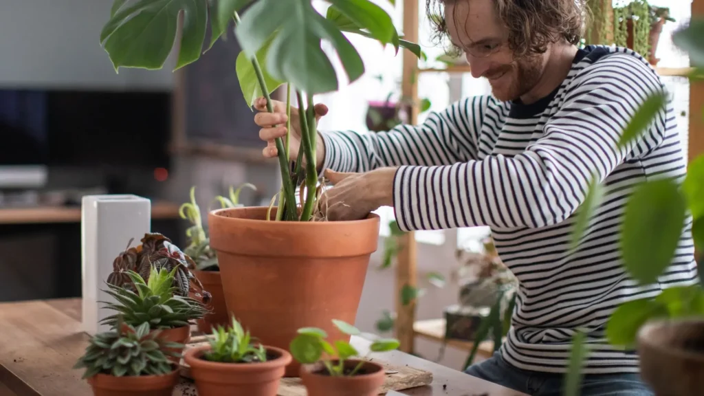 Homem ajustando uma planta costela de adão em vaso de barro
