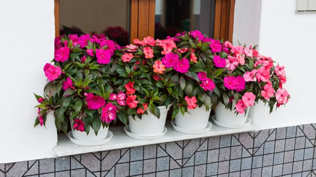 Vasos com flores Impatiens hawkeri em diferentes tons de rosa, dispostos em janela sombreada.