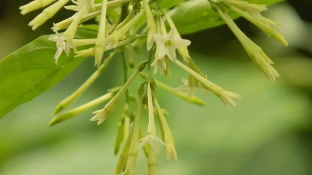 Close da verdadeira Dama da Noite (Cestrum nocturnum), com suas flores alongadas e tubulares em tom creme-esverdeado, pendendo em pequenos cachos.