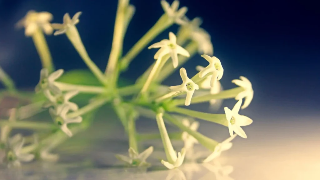Flores tubulares da verdadeira Dama da Noite, Cestrum nocturnum, em close com pétalas creme e cachos alongados.