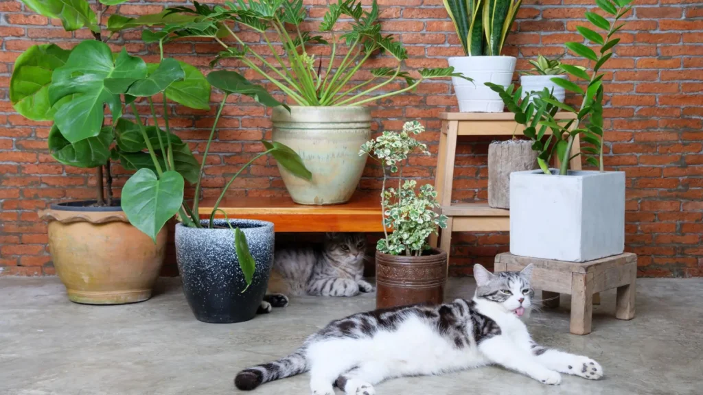 Gatos descansando próximos a vasos com planta Xanadu e outras plantas de interior em ambiente interno.