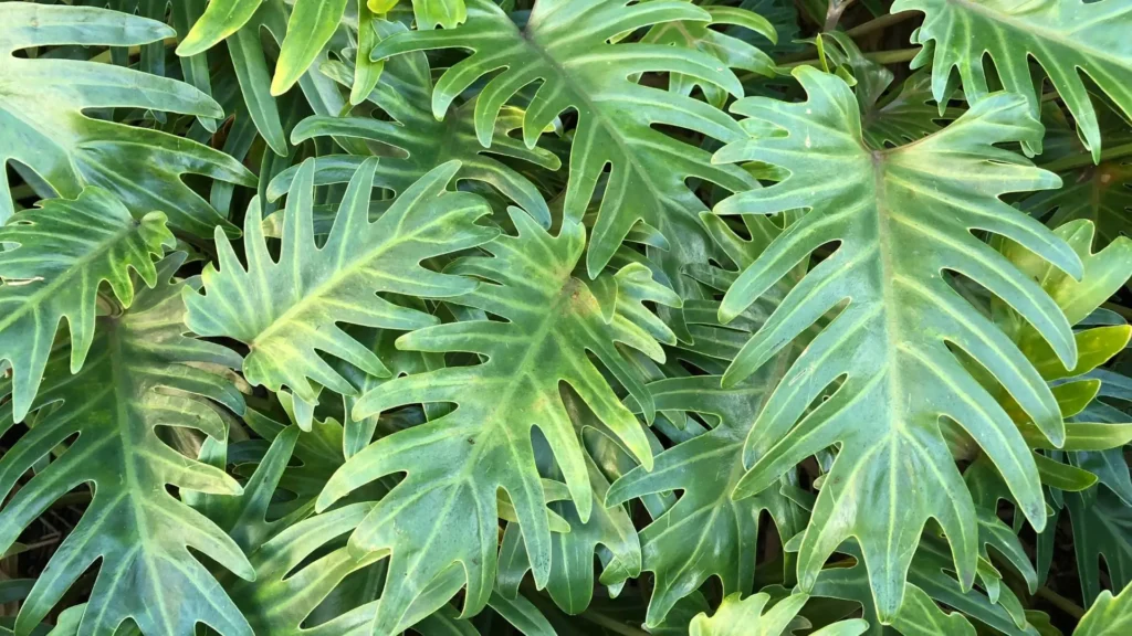 folhagens verdes e recortadas da planta xanadu vistas de perto em composição densa