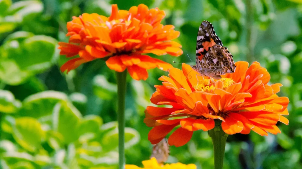 Borboleta pousada sobre flor de zínia laranja em um jardim.