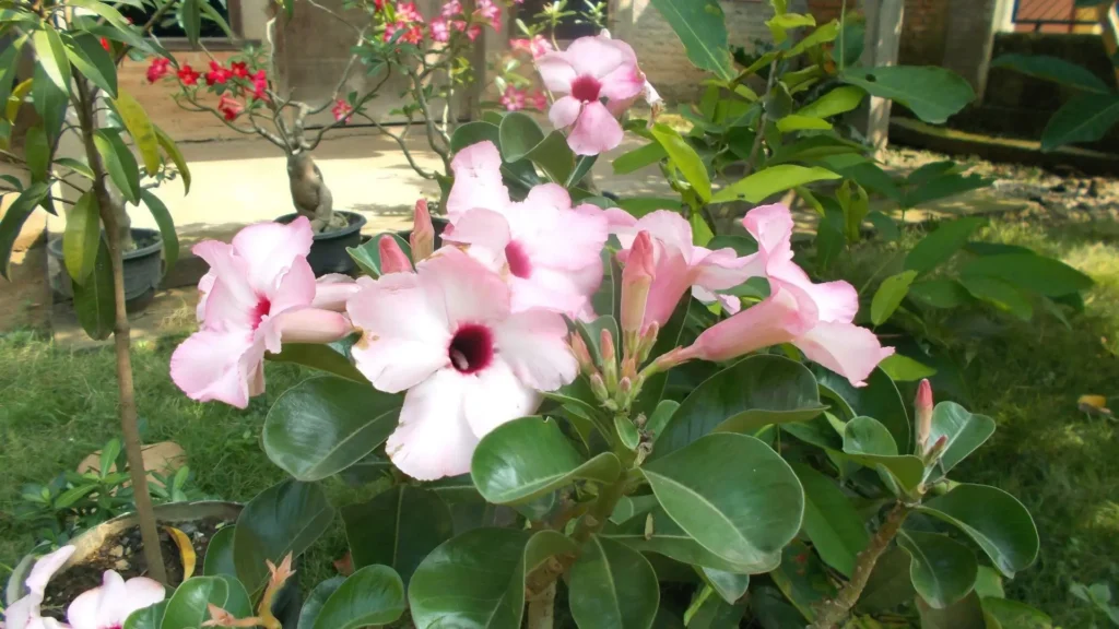 Adenium swazicum com flores rosadas claras e centro escuro, exemplificando quantos tipos de rosa do deserto existem entre as espécies botânicas do gênero Adenium.