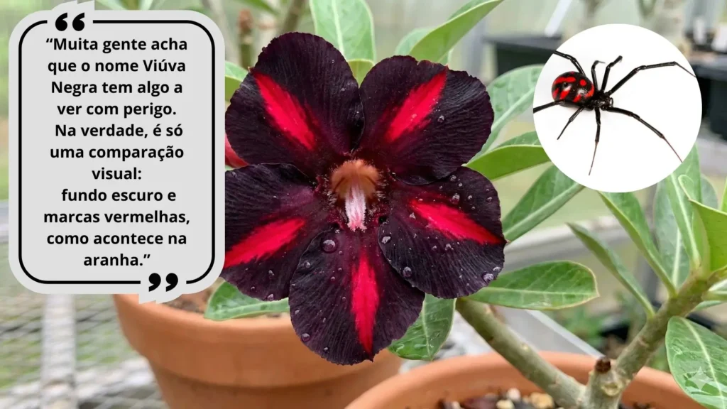 Rosa do deserto viúva negra com pétalas escuras e listras vermelhas ao lado de referência visual da aranha viúva negra
