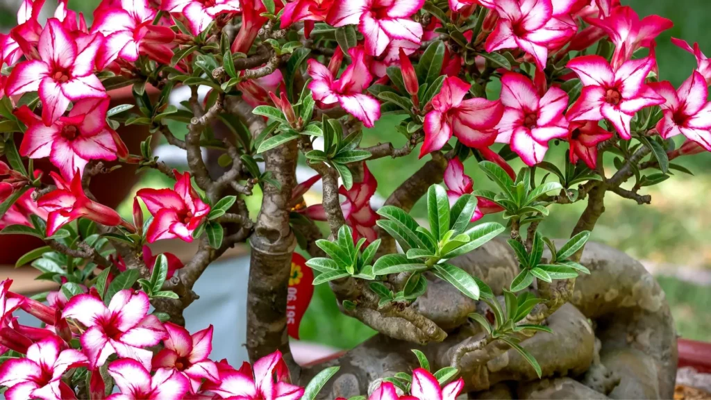 Adenium multiflorum com floração abundante, exibindo múltiplas flores rosadas e brancas, característica marcante da espécie de rosa do deserto conhecida pela intensa floração.