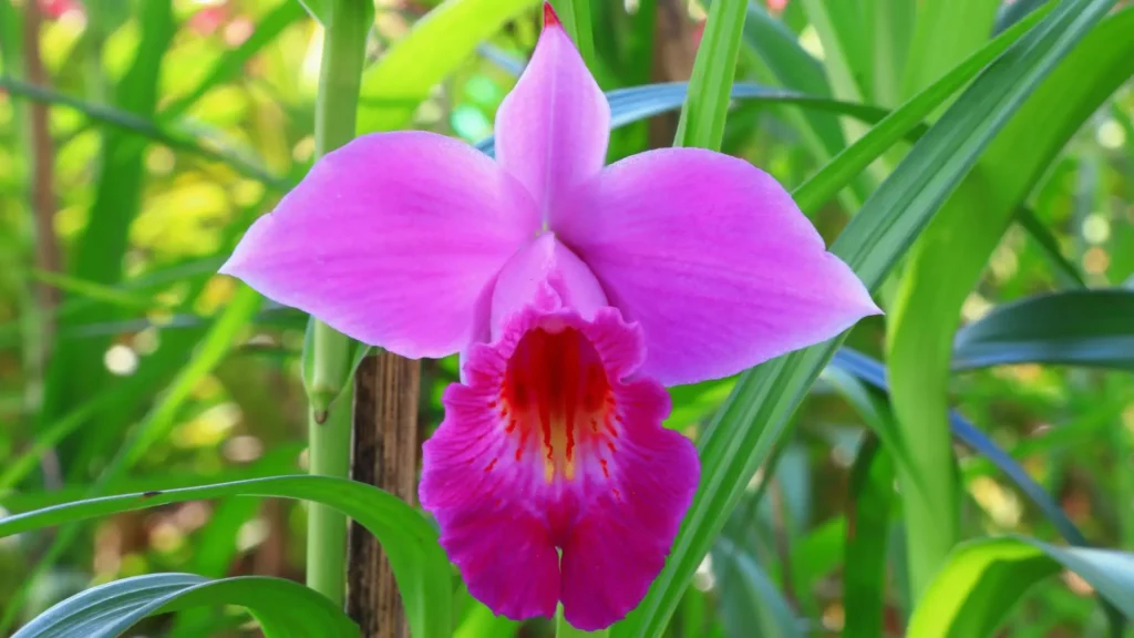 Orquídea bambu (Arundina graminifolia) com flor rosa em close, destacando a floração ornamental da espécie