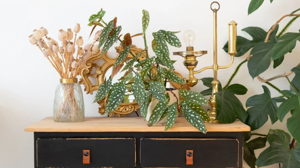 Begonia maculata em ambiente decorado, com folhas manchadas em destaque sobre móvel de madeira.