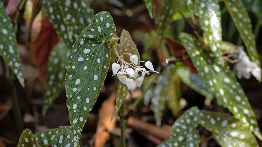 Flores brancas e delicadas da begonia maculata surgindo entre folhas com manchas claras.