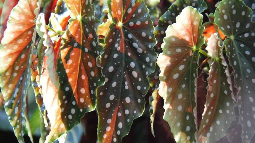 Folhas da begonia maculata com manchas brancas em destaque sob luz natural.