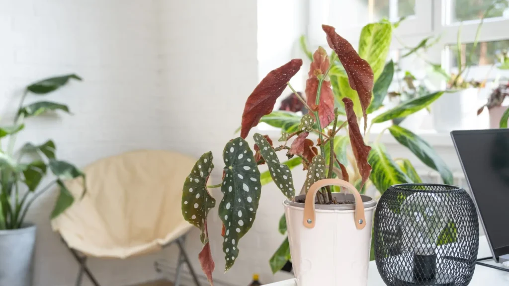 Begonia maculata recebendo luz indireta perto da janela, com folhas saudáveis e manchadas características.