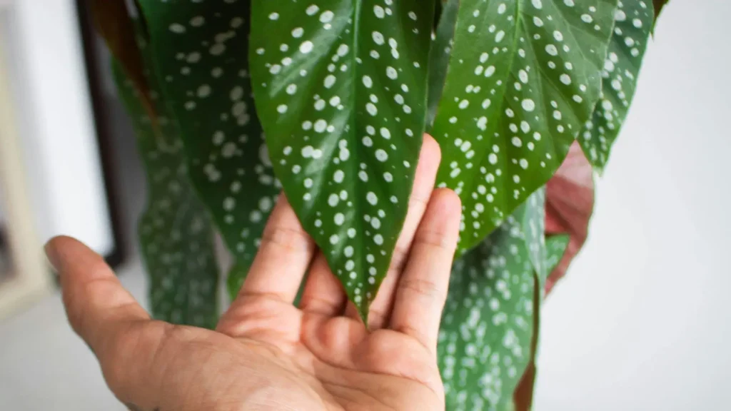 Folhas da begonia maculata Silver sendo examinadas de perto, mostrando manchas claras e textura saudável.