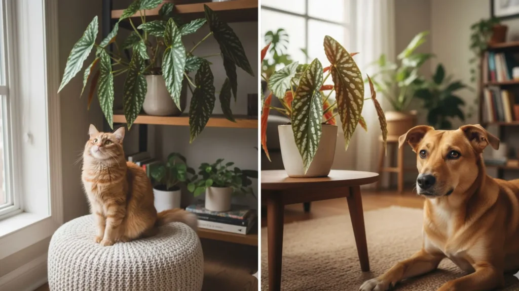Gato e cachorro próximos a uma begonia maculata em ambiente interno, com a planta posicionada fora do alcance dos pets.