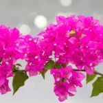 Ramo florido de Bougainvillea glabra com brácteas rosa-vibrantes em destaque sobre fundo desfocado.