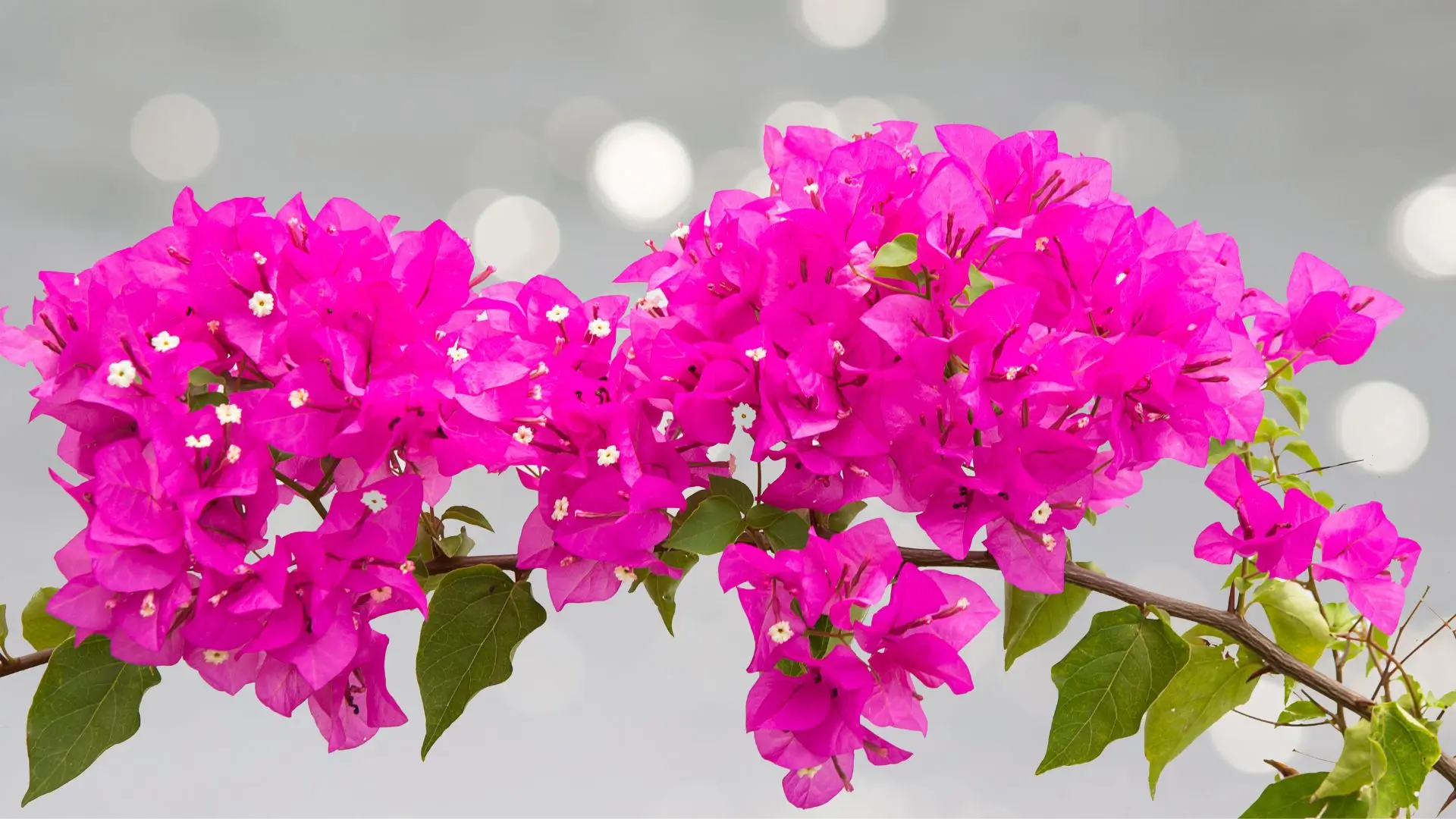 Ramo florido de Bougainvillea glabra com brácteas rosa-vibrantes em destaque sobre fundo desfocado.