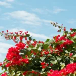 Bougainvillea spectabilis vermelha florescendo intensamente sob o céu azul, revelando a beleza marcante que inspirou o mistério do meu jardim.