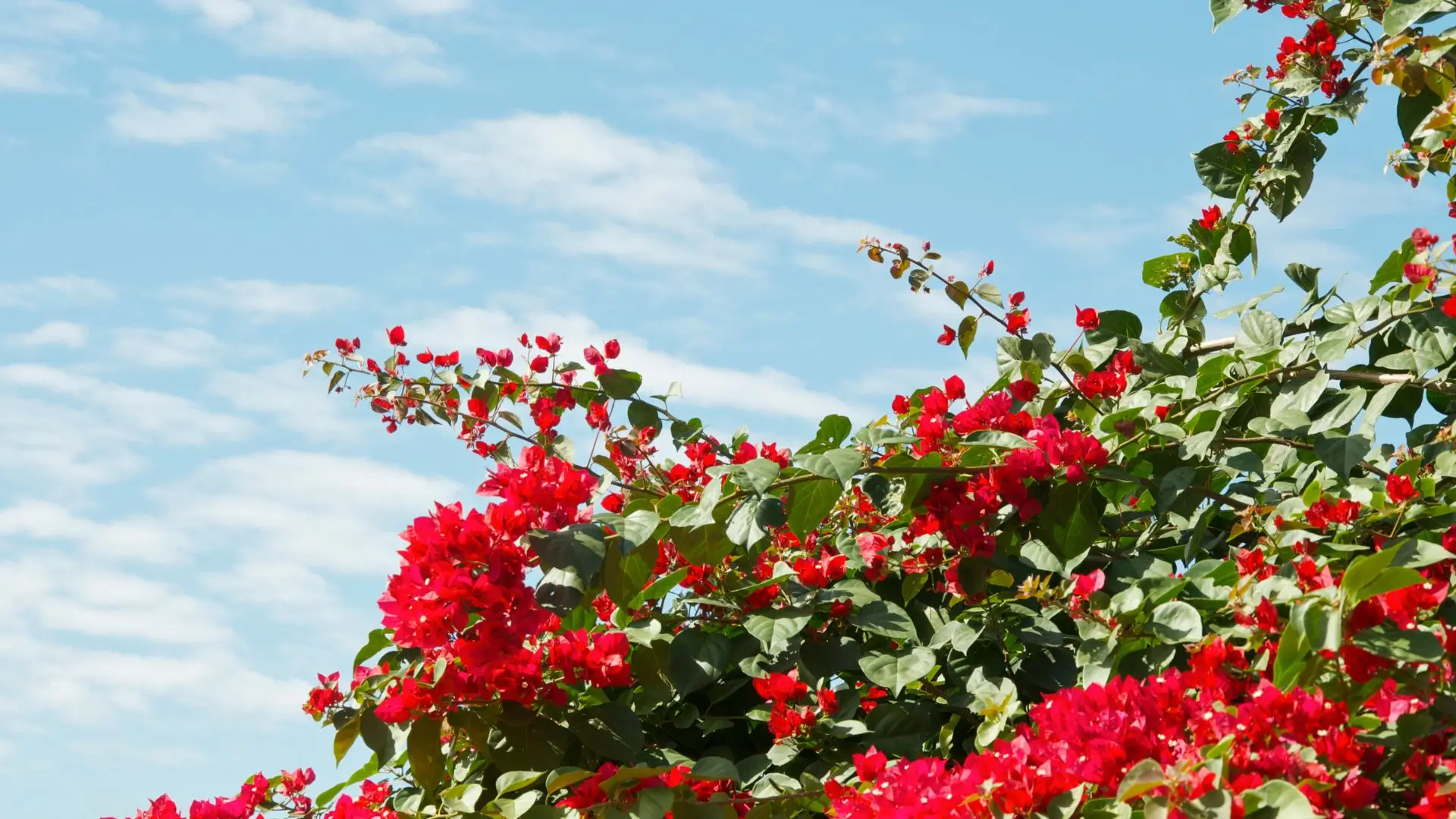 Bougainvillea spectabilis vermelha florescendo intensamente sob o céu azul, revelando a beleza marcante que inspirou o mistério do meu jardim.