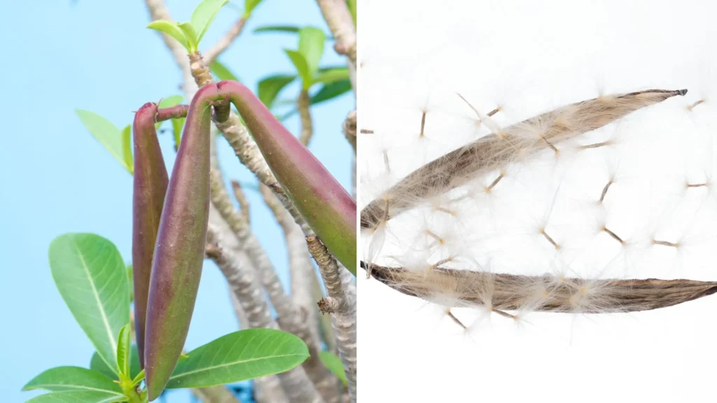 Vagens maduras de rosa do deserto (adenium) na planta e sementes prontas para plantio, mostrando o processo de coleta ou compra de sementes para fazer muda por semente.