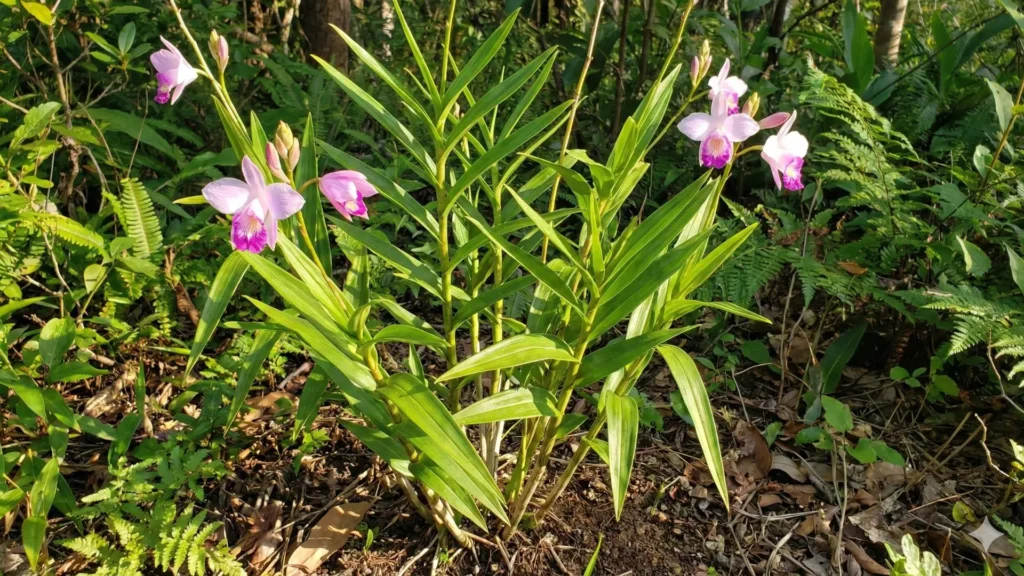 Orquídea bambu cultivada no solo do jardim, com folhas saudáveis e floração rosada, exemplo de cultivo correto