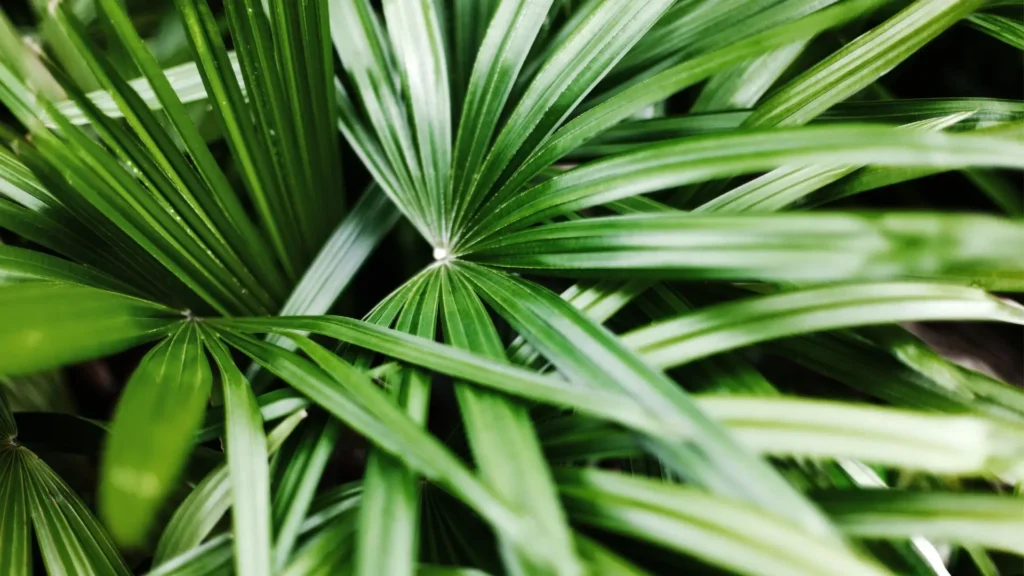 Folhagem verde da palmeira ráfia vista de perto, ilustrando como eu adubo minhas plantas para manter a ráfia sempre forte e saudável.