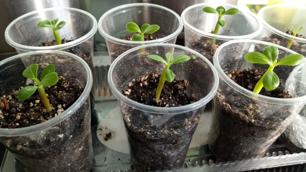 Mudas jovens de rosa do deserto feitas por semente, em copos plásticos com substrato drenável, mostrando o início do cultivo e como fazer muda de rosa do deserto com sucesso.