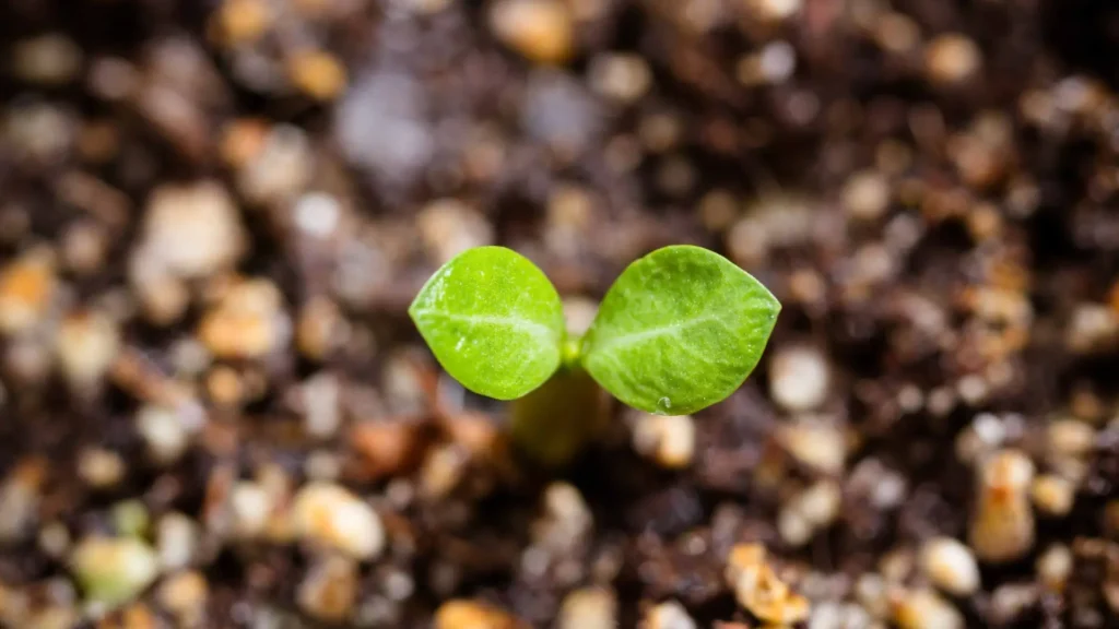 Muda de rosa do deserto recém-germinada surgindo do substrato, ilustrando o processo de como plantar e estimular a germinação de sementes de adenium.
