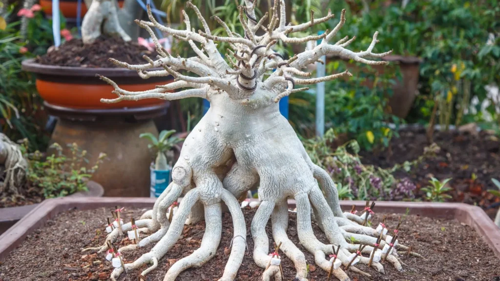Rosa do deserto com caudex espesso e exposto em cultivo avançado
