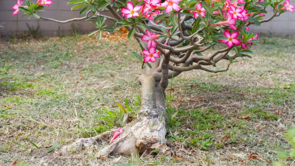 Como salvar rosa do deserto apodrecendo por causas ligadas ao solo e ao ambiente