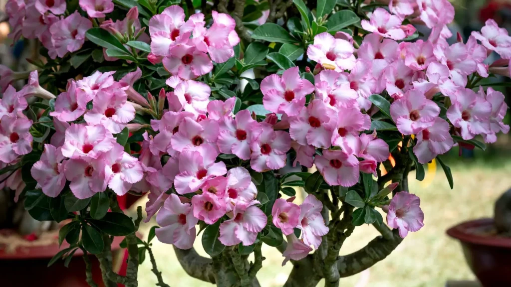 Rosa do deserto com flores rosas abertas em vaso de cultivo
