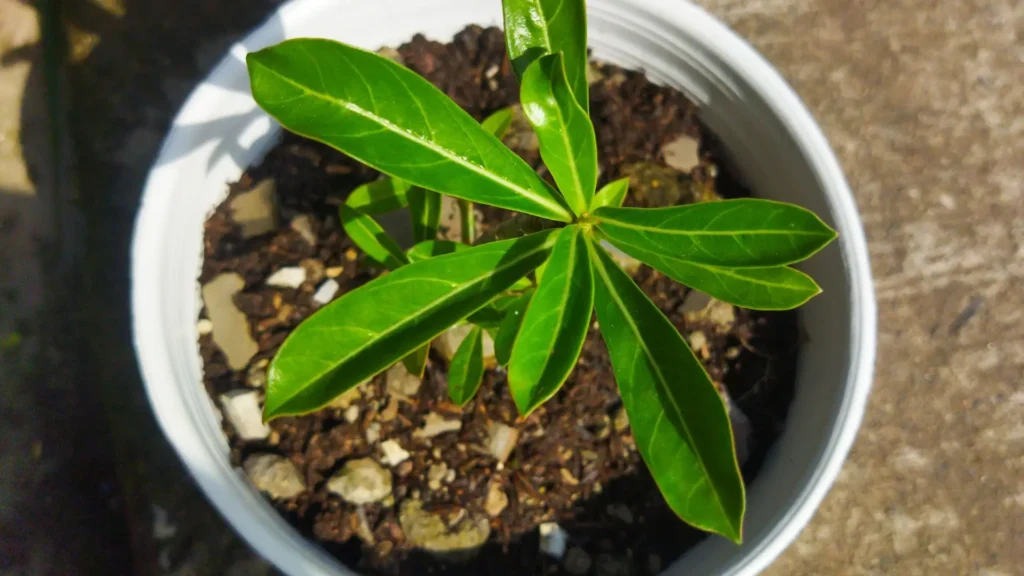 Substrato inadequado favorecendo o apodrecimento da rosa do deserto