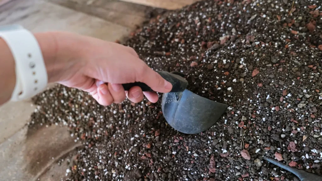 Substrato para rosa do deserto sendo recolhido para conservação e reutilização, mostrando mistura drenável com perlita e materiais estruturais