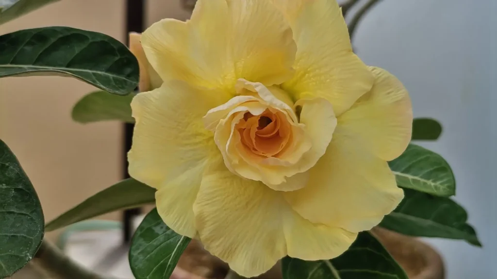 cores-da-rosa-do-deserto-amarela