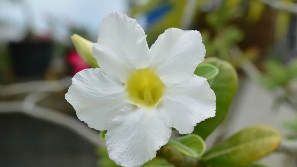 Cores da rosa do deserto branca com pétalas claras e centro amarelado em floração
