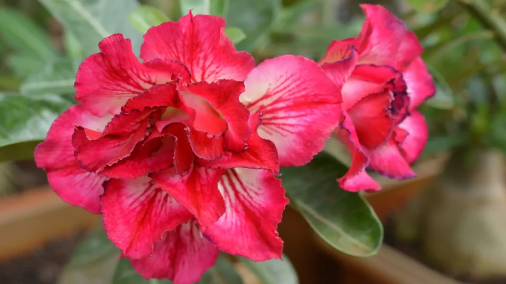Flor de rosa do deserto em destaque com cores intensas e mescladas, simbolizando o encanto e a diversidade das cores da rosa do deserto.