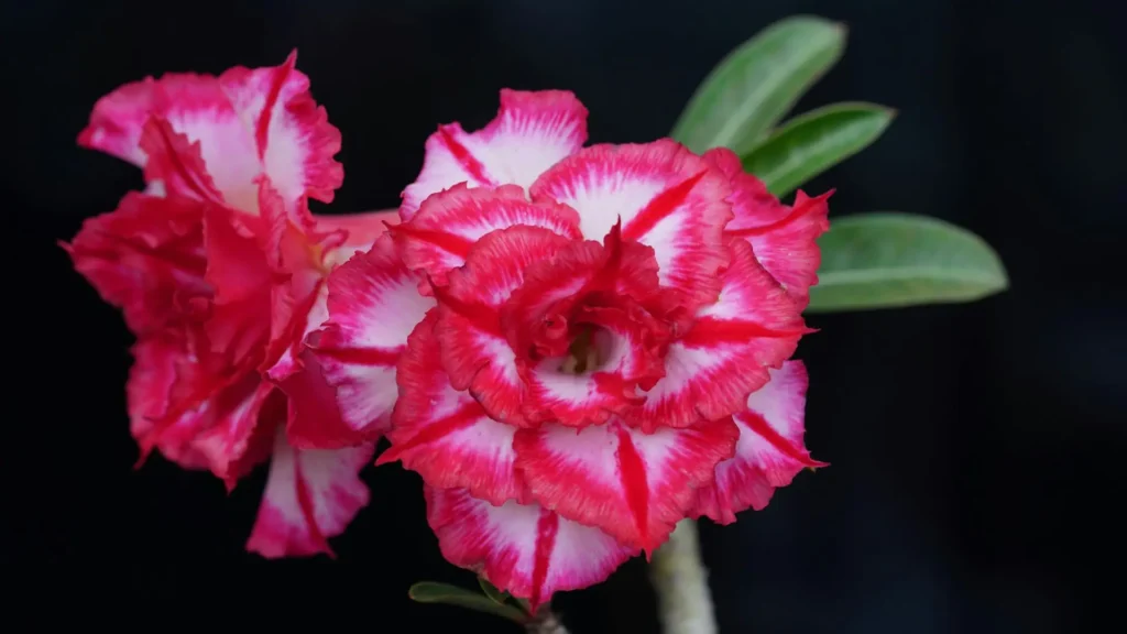 Cores da rosa do deserto mesclada com pétalas em tons de rosa e branco formando padrões únicos