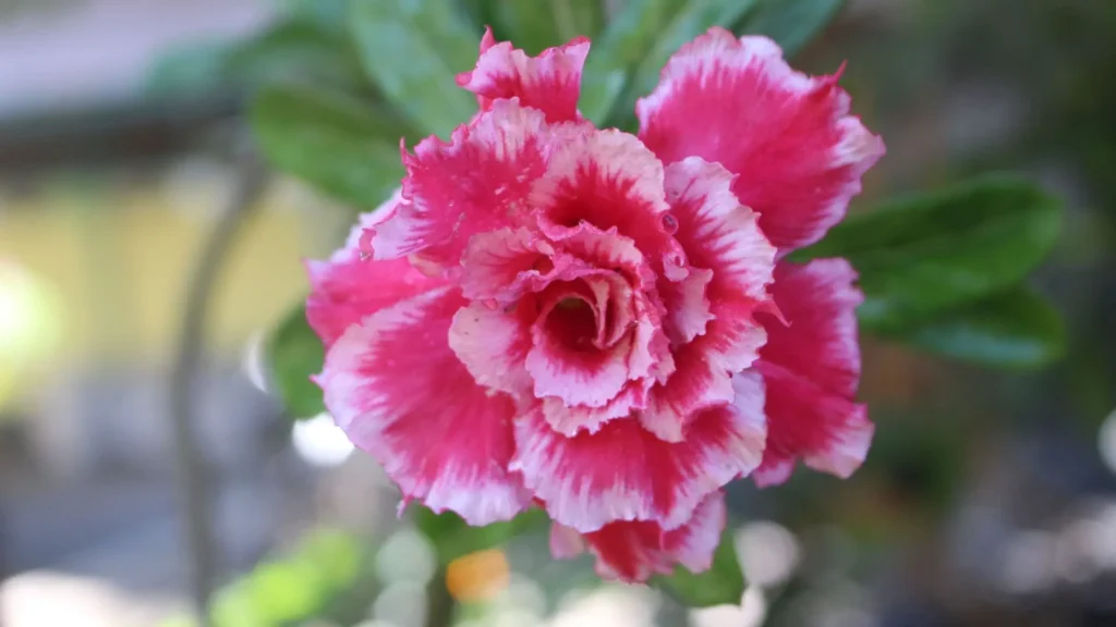 Flor de rosa do deserto em destaque com variação de tons, ilustrando dúvidas comuns sobre as cores da rosa do deserto.