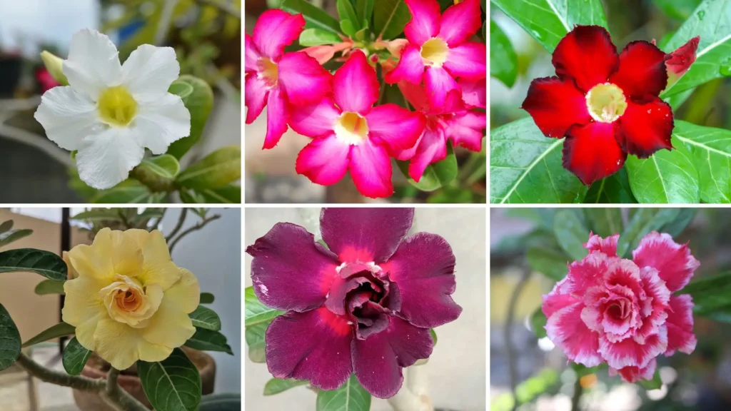 Cores da rosa do deserto em diferentes tonalidades como branco, rosa, vermelho, amarelo, roxo e mescladas